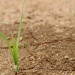 地鎮祭セットを株式会社繁栄社で頼んでみた感想。流れや発注の方法【in 大阪】